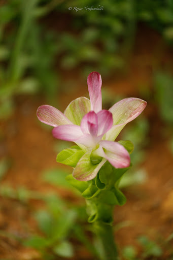 Photo from customer review