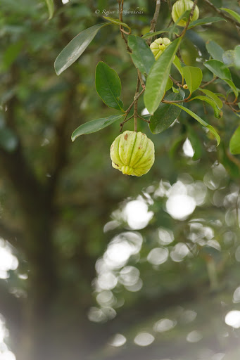 Photo from customer review