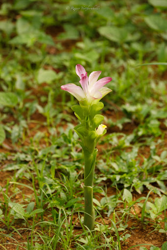 Photo from customer review