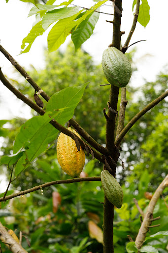 Photo from customer review